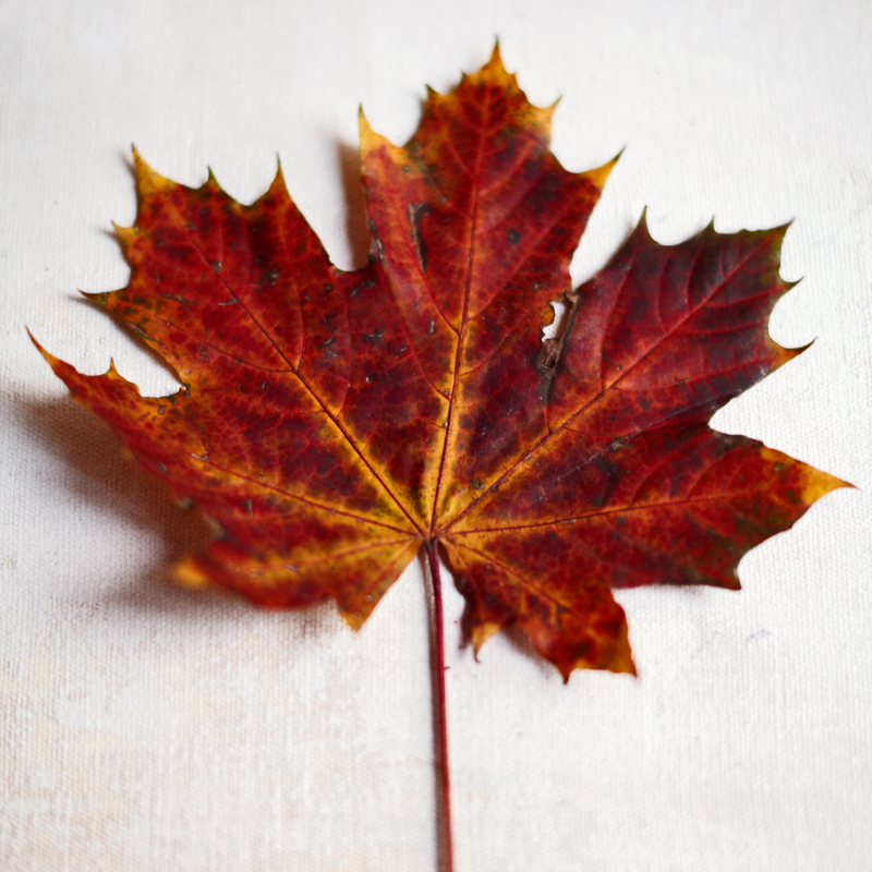 herfst Herfstblad