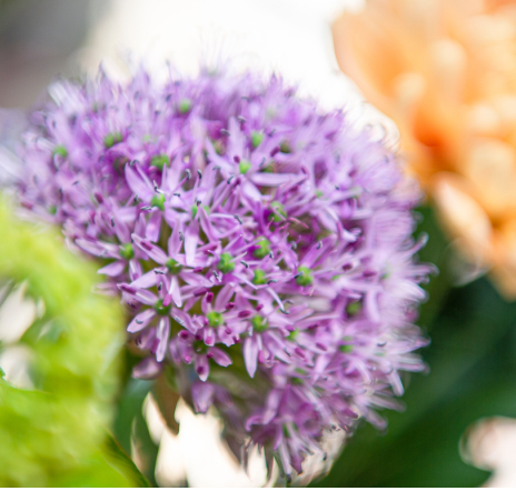 Allium