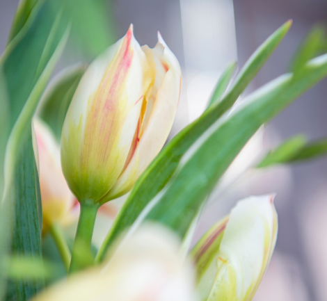 Tulp blog Tulp